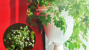 Wyjaśniamy, jak pielęgnować cissusa, roślinę spokrewnioną z winogronami. Fot. Canva Pro: Denis Bezobrazow; cannibale