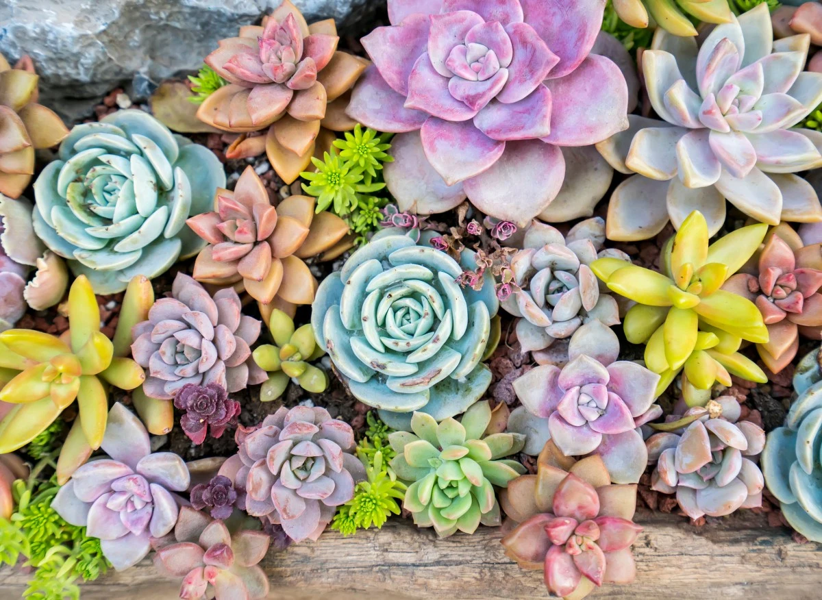 Sukulenty to rośliny idealne dla początkujących