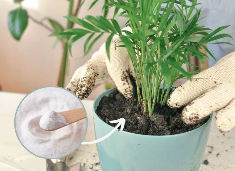 Istnieje prosty, szybki i tani sposób, dzięki którym rośliny dosłownie odżyją