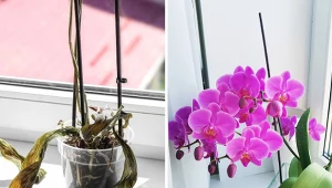 Wyjaśniamy, jak odratować storczyka.