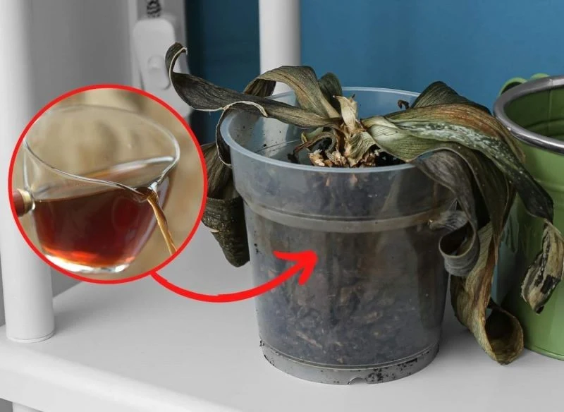 Wyjaśniamy, jak odratować gnijącego storczyka