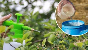 Miedzian to środek na bazie miedzi, który jest stosowany do oprysków roślin.