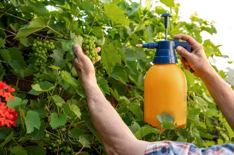 Opryski miedzianem wykonuje się od wczesnej wiosny do jesieni