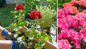 Pelargonie można zimować, ale na przełomie stycznia i lutego trzeba zacząć ich wybudzane.