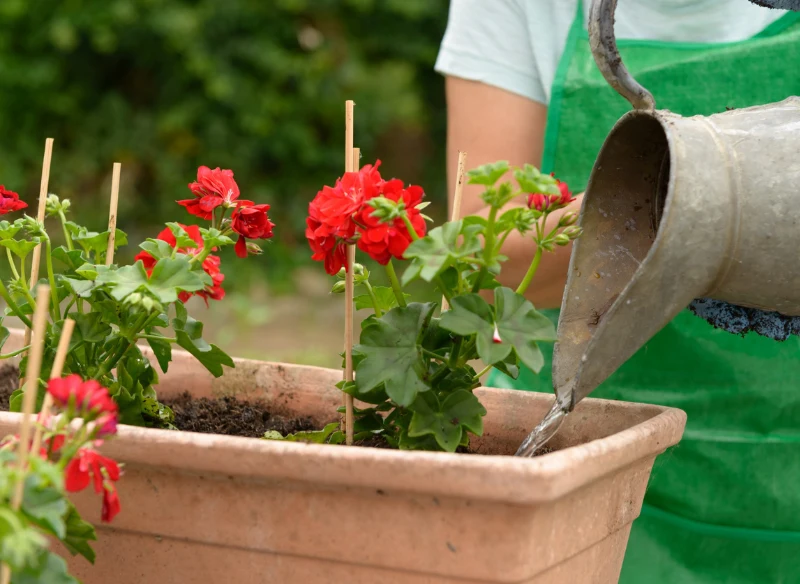 W marcu pelargonia może już być gotowa do wypuszczania nowych pędów