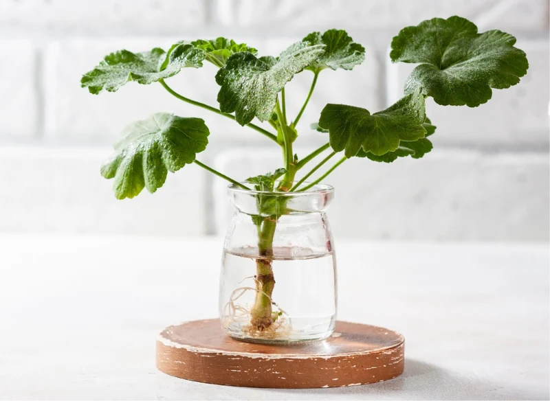 Odcięte sadzonki pelargonii wsadza się do wody, aby wypuściły korzenie