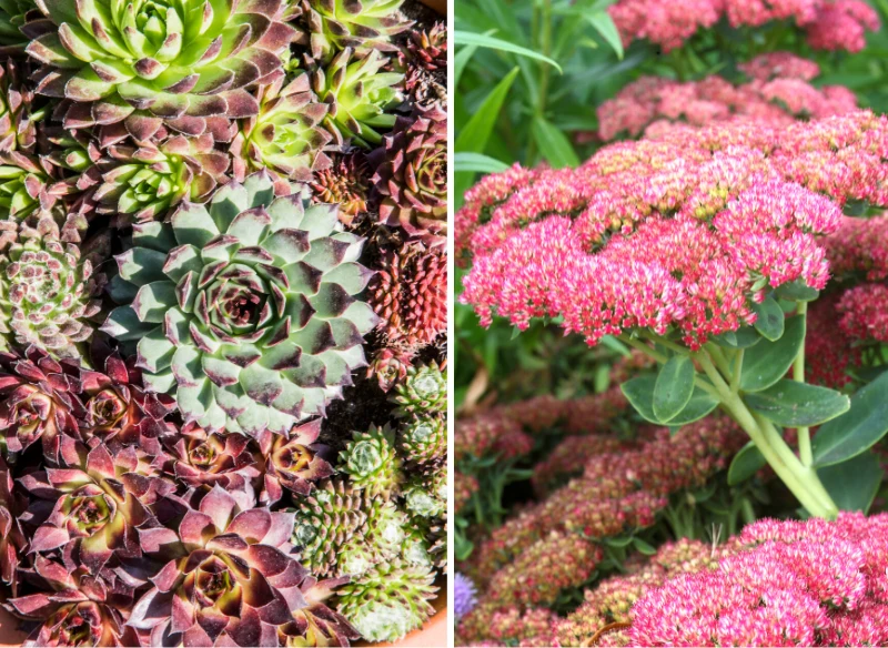 Rojniki i rozchodniki to rośliny, które dobrze radzą sobie w suchym podłożu