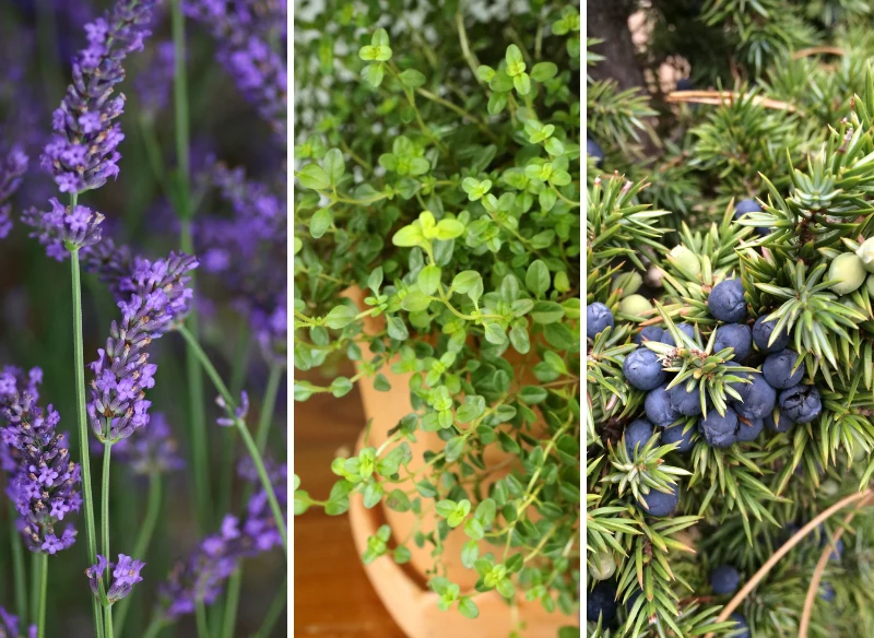 Rośliny śródziemnomorskie to idealny wybór dla miejsc, gdzie ziemia jest sucha