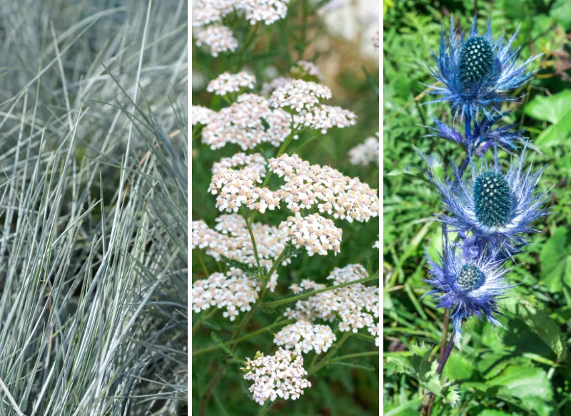 Szukasz bylin odpornych na suszę