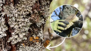 Jak zwalczać porosty na drzewie i czy w ogóle trzeba to robić? Podpowiadamy!