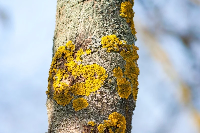 Porosty na drzewach nie są szkodliwe, jednak mogą być problematyczne