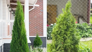 Wiecznie zielone tuje smaragd i brabant. Którą odmianę wybrać do żywopłotu?