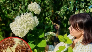 Hortensja zasadzona ze sztobrów, może pięknie kwitnąć.