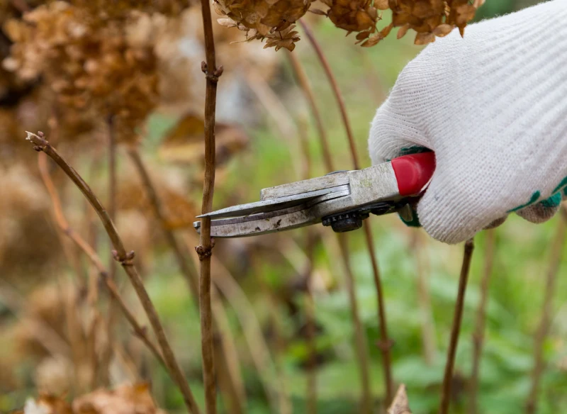 Sztober to odcięty pęd hortensji, z którego można rozmnożyć roślinę