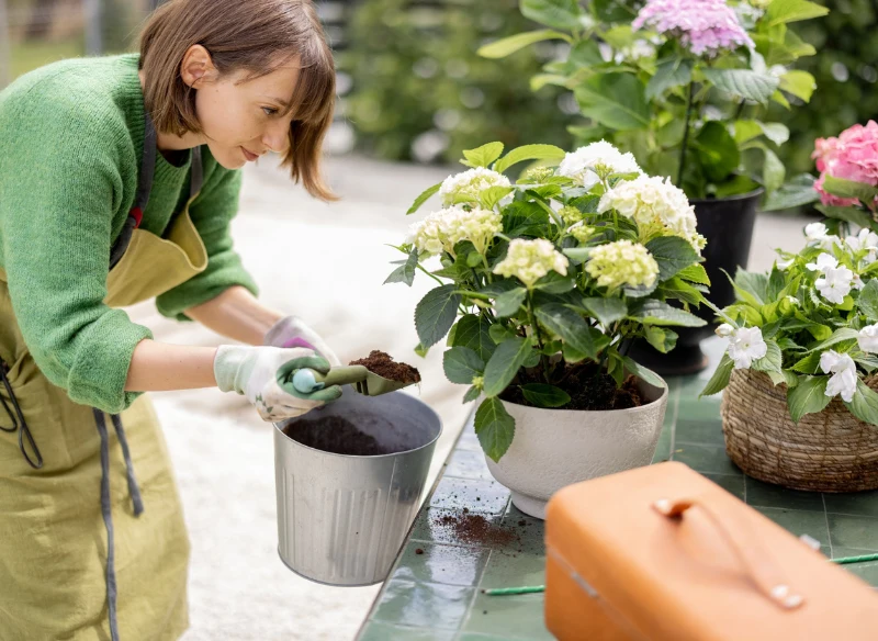 Sadzenie hortensji ze sztobrów nie jest trudne, a możesz dzięki temu zaoszczędzić