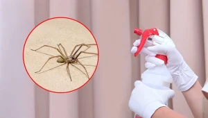 Jak pozbyć się pająków z domu? Wypróbuj te genialne sposoby!