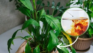 Zobacz, jak stosować nawóz z jodyny i dlaczego warto.