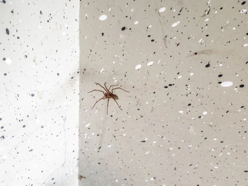 Jeśli chcesz pozbyć się pająków z domu, zrób odstraszający preparat