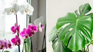 Monstera i storczyk często wypuszczają korzenie powietrzne. Czy można coś z nimi zrobić?