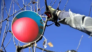 Poznaj najprostszą metodę przycinania drzewek owocowych w ogrodzie!