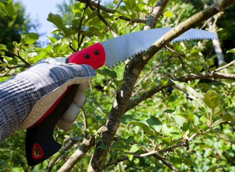 Jak przycinać drzewka owocowe metodą na piłkę