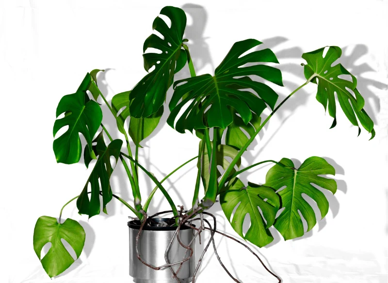 Korzenie powietrzne u monstery są wytrzymałe, dlatego można je uformować i włożyć do ziemi