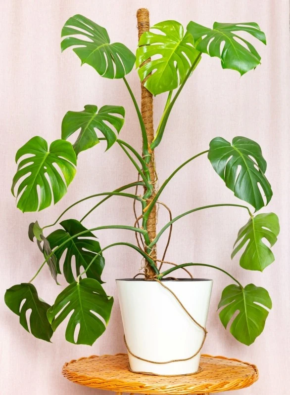 Korzenie powietrzne monstery możesz owinąć wokół palika — wzmocni to jej wzrost