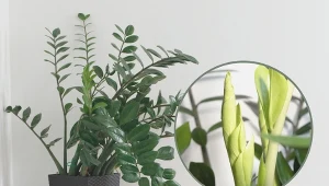 Domowy nawóz z soczewicy pobudzi roślinę do intensywnego wzrostu.