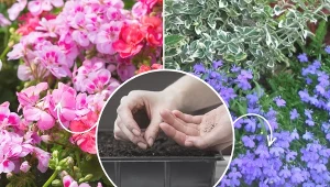 Te rośliny trzeba wysiać już w lutym.