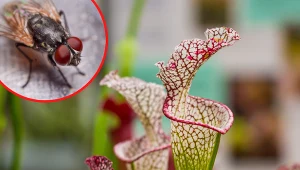 Kapturnica to roślina mięsożerna, która pomoże w walce z muchami i komarami.