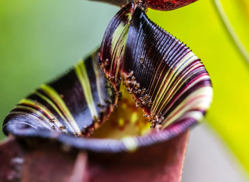 Kapturnica wabi owady charakterystycznym zapachem.