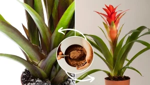 Przedstawiamy niezawodne sposoby na zwalczenie pleśni w doniczce.