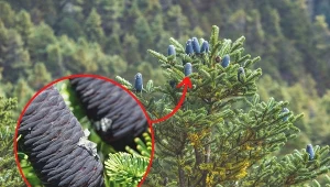 Żółknięcie i gubienie igieł u jodły koreańskiej to dość powszechny problem, z którym zmaga się wielu ogrodników.