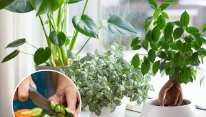 Test ogórka wykryje, czy w doniczce są szkodniki. Jak go zrobić?