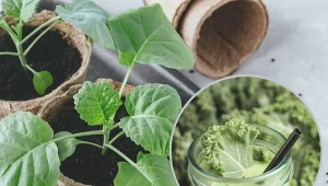 Włoska kapusta ma więcej witamin i soli mineralnych niż kapusta biała.