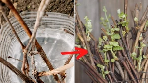 Wyjaśniamy, jak rozmnożyć krzewy z ogrodu.