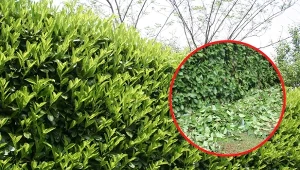 Laurowiśnia wschodnia to wieloletni krzew z rodziny różowatych. Tworzy gęste żywopłoty