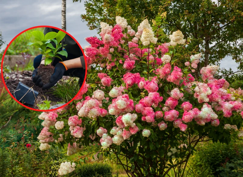 Wyjaśniamy, jak rozmnażać hortensje zimą