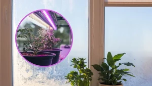 Doświetlanie roślin zimą jest konieczne, by mogły rosnąć i kwitnąć.