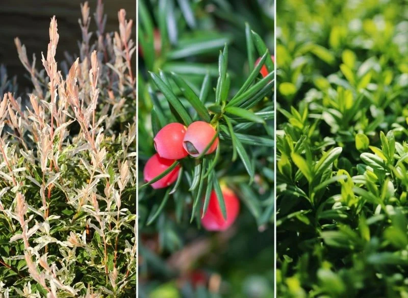 Co zasadzić zamiast bukszpanu na niskie obwódki i do formowania