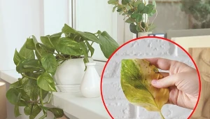 Uprawa epipremnum to dość łatwa sprawa, jednak amatorzy mogą mieć z nią problemy.