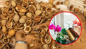 Wyjaśniamy, jak wykorzystać skorupki z orzechłów włoskich.