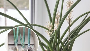 Odporność na niesprzyjające warunki, jakie wykazuje sansewieria cylindryczna, jest wręcz legendarna.