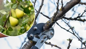 Cięcie gruszy zimą to zabieg pielęgnacyjny, o którym nie wolno zapomnieć.