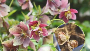 Jeśli nie zapewnimy ciemiernikom odpowiedniej wilgoci, wytworzą mniej pąków kwiatowych.