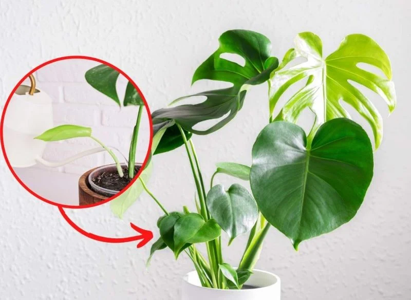 Wyjaśniamy, jakim nawozem podlewać monsterę, by wypuszczała nowe liście