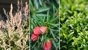 Co zasadzić zamiast bukszpanu na niskie obwódki i do formowania? Sprawdź!