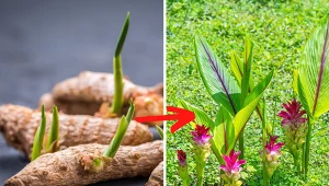 Ostryż długi najlepiej rozmnażać w zimie. To pierwszy krok do uprawy kurkumy w doniczce