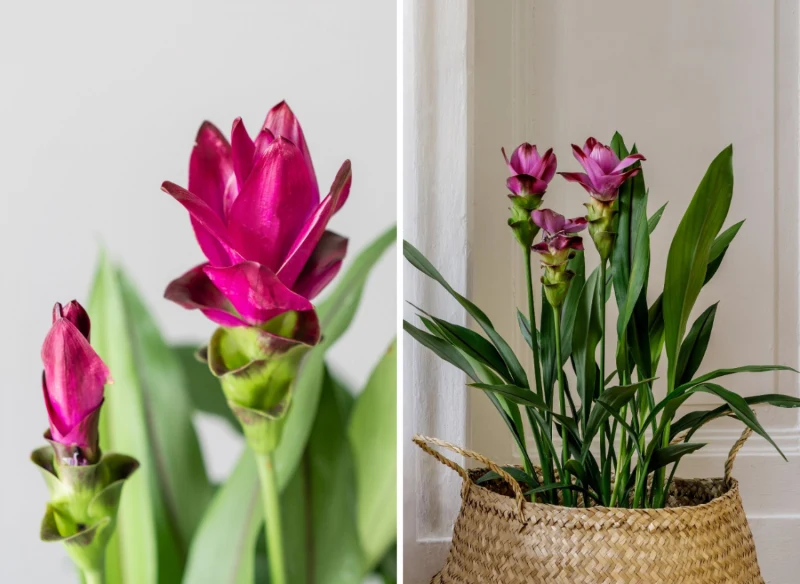 Kurkuma ma bardzo oryginalne kwiatostany