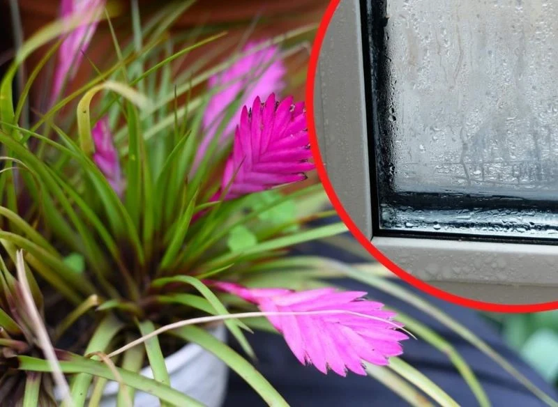 Oplątwa pomaga pozbyć się wilgoci z okien